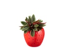 Planta Pilea peperomioides em um vaso vermelho em forma de morango.