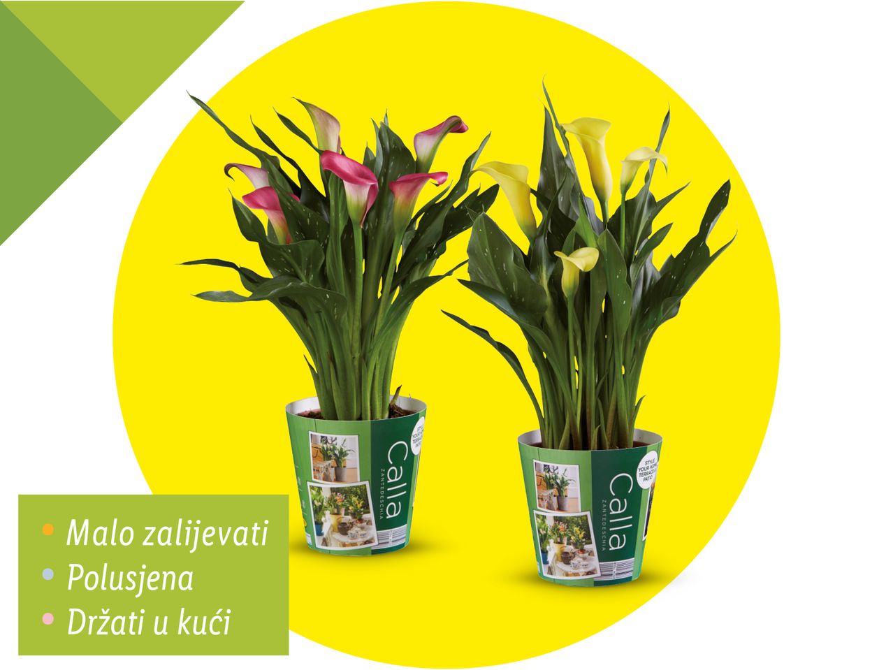 Dvije posude s biljkama kale, jedna s ružičastim, a druga sa žutim cvjetovima, na žutoj pozadini.
