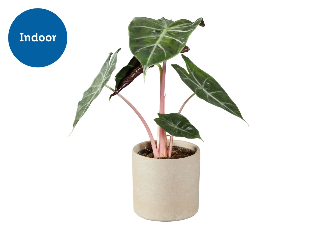 Alocasia Pink Dragon houseplant in a beige pot with an 'Indoor' label