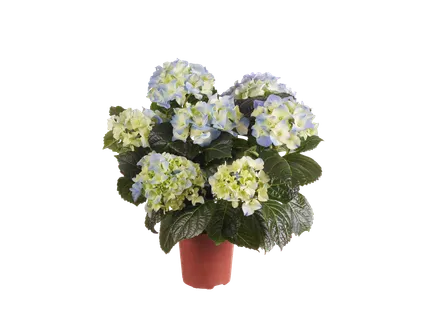 Bolhortensia