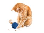 An orange cat plays with a blue treat-dispensing ball.
