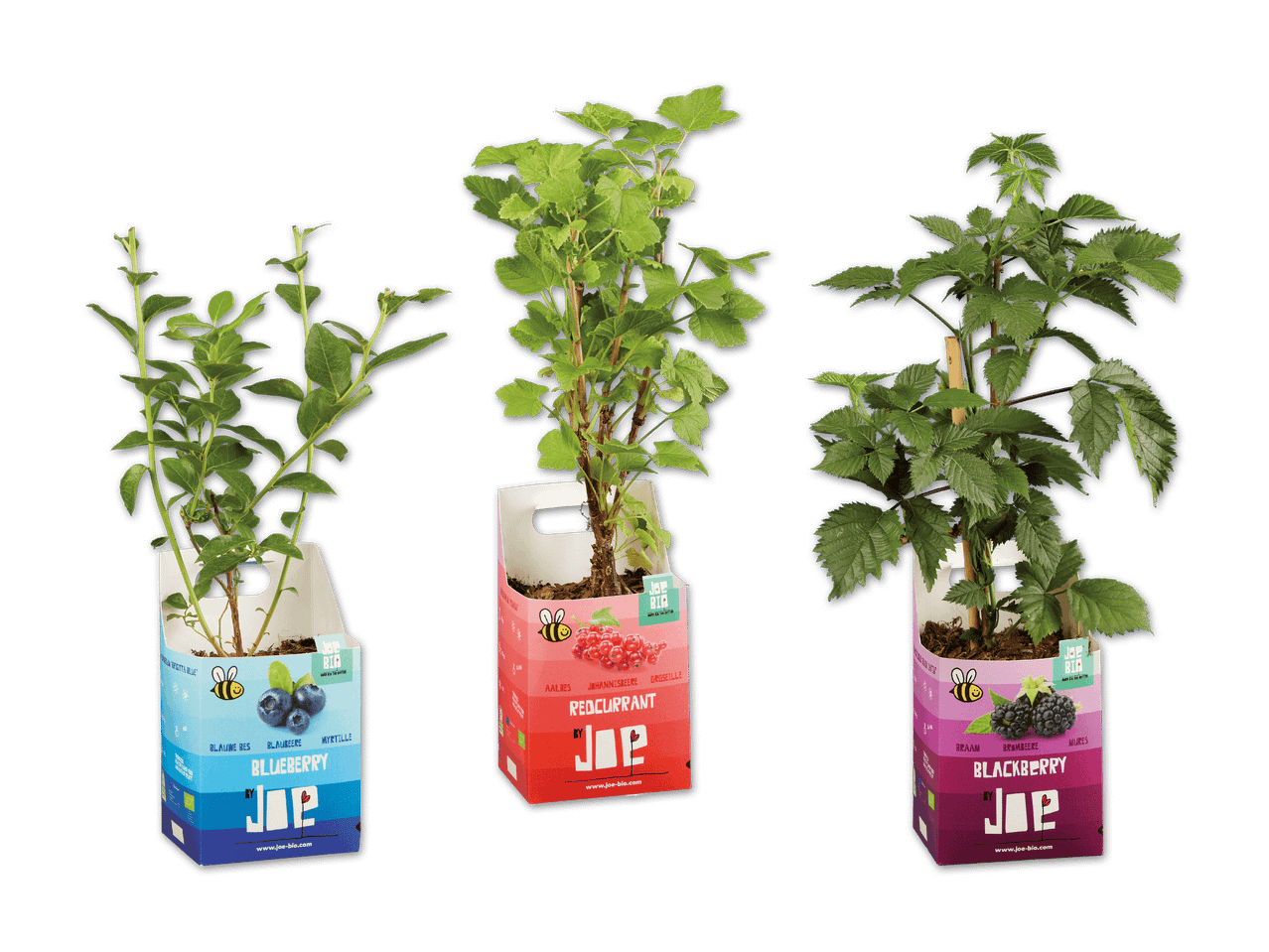 Drei Beerensträucher in bunten Kartons: Heidelbeere, Johannisbeere und Brombeere.