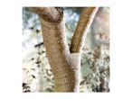 Burlap tree wrap protecting a tree trunk and branches
