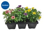 Outdoor flowering plants in pink, purple, and yellow in a black tray.