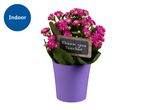 A pink kalanchoe plant in a purple pot with a 'Thank You' tag.