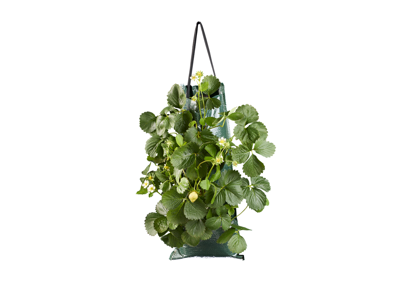 Plant de fraises en pot suspendu avec des feuilles vertes, des fleurs blanches et une fraise immature.