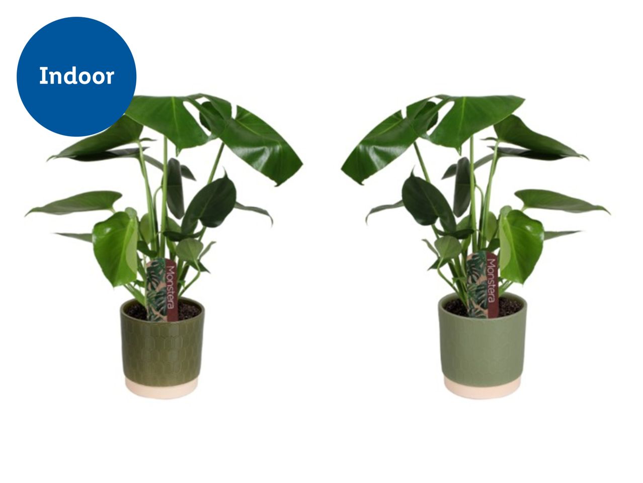 Two Monstera plants in green pots, labeled 'Indoor'.