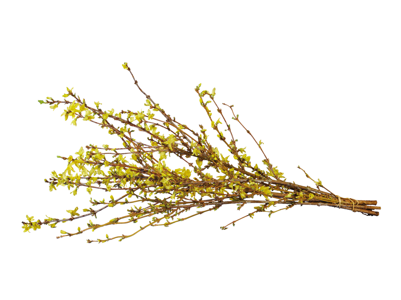 Takken forsythia met gele bloemen op zwarte achtergrond