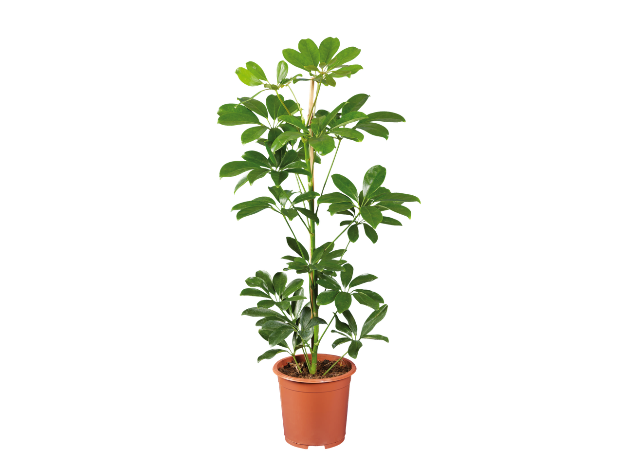 Groene plant in pot.