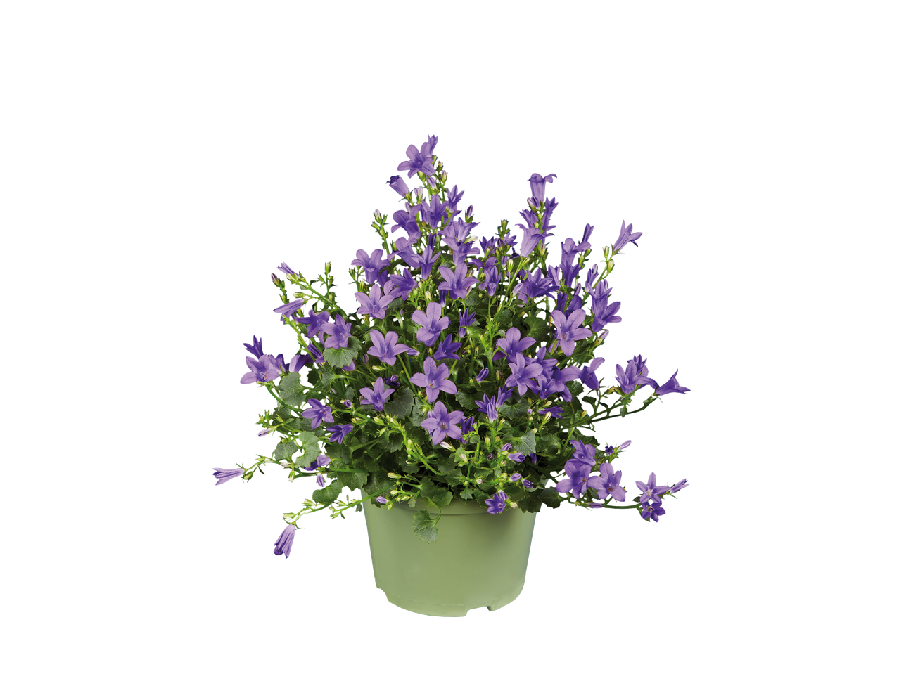 Plante en pot de campanules violettes sur fond noir.