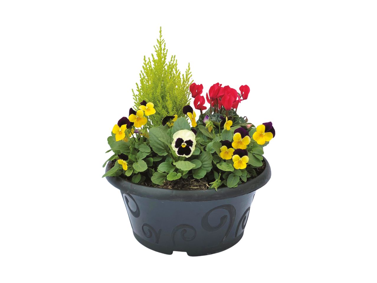 A black planter filled with yellow and purple pansies, red cyclamen, and a small green conifer.