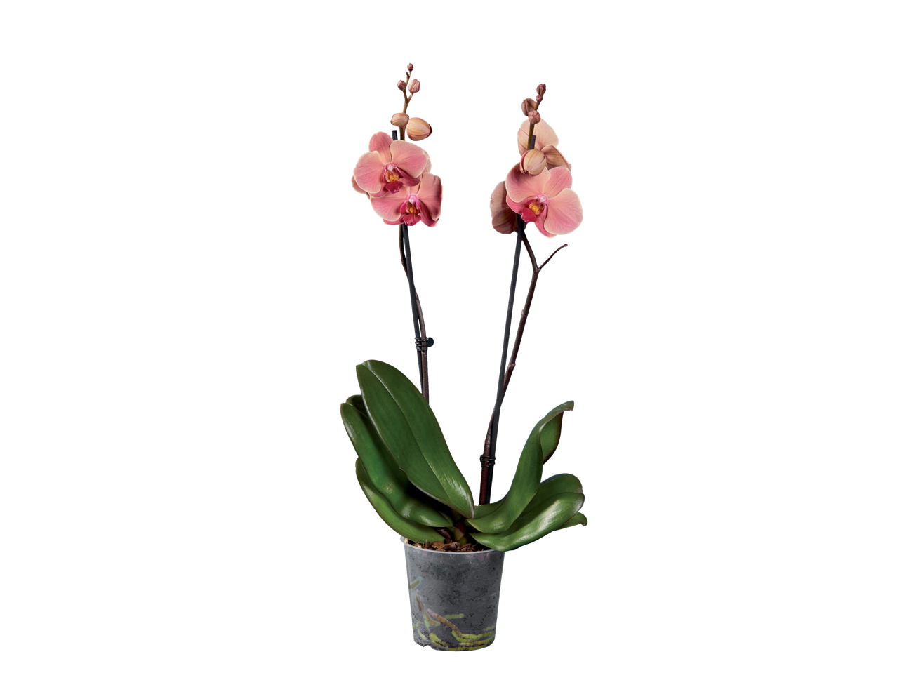 O orhidee roz frumoasă într-un ghiveci.