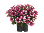 Roze en witte petunia's in een pot.