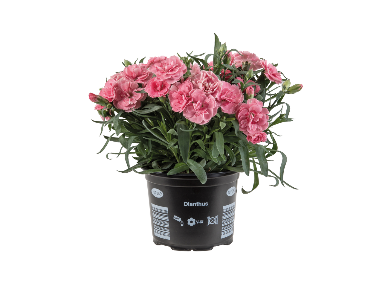 A pot of pink Dianthus flowers, ready for planting.