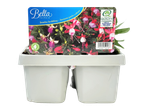 Two pots of Bella fuchsias: abundant blooms, vibrant colours.