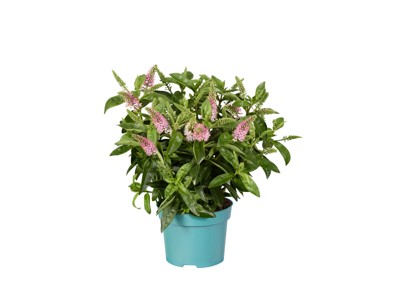 A vibrant green plant with pink flowers in a blue pot.