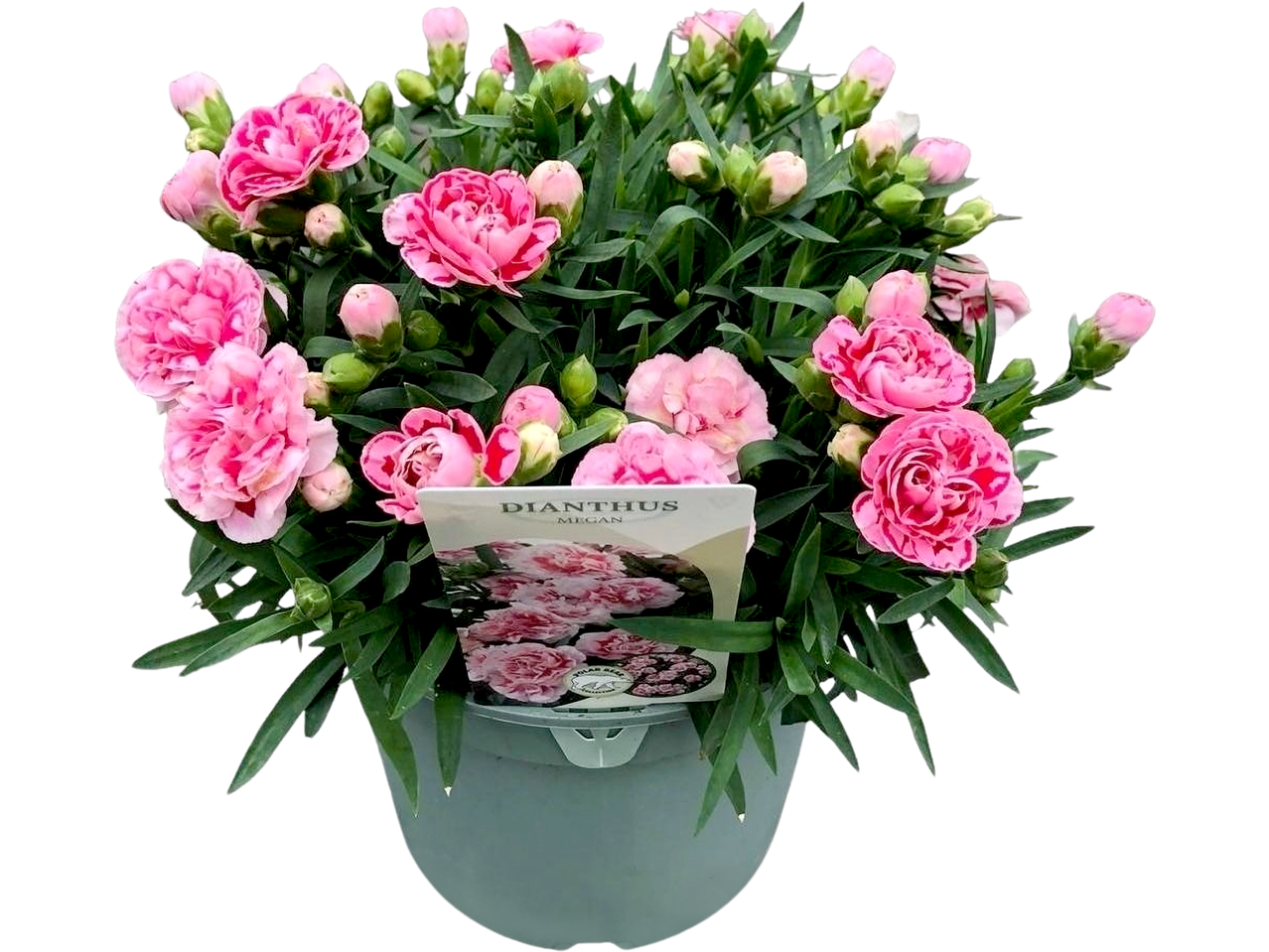 A potted plant with numerous pink flowers and buds, labeled 'Dianthus Megan'.