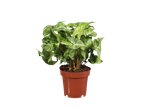 Plantas coloridas em vasos.