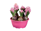 Pink hyacinth flowers in a pink planter, showcasing the bulb planter product.
