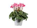 Roze cyclamen in een pot.