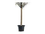 Potted tree with wrapped trunk