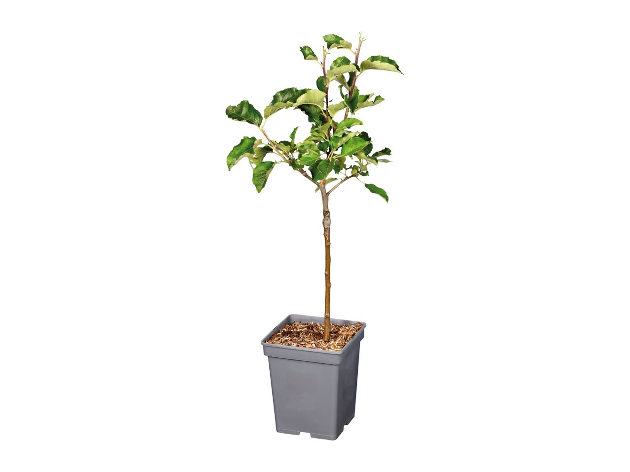 Potted apple tree with green leaves and a brown trunk, in a grey square pot with wood chips.