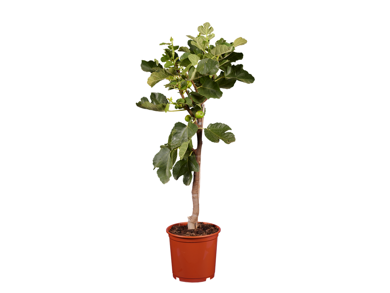 Potted fig tree with green leaves and small green figs