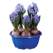 Blue hyacinth bulb planter with five purple hyacinths in bloom