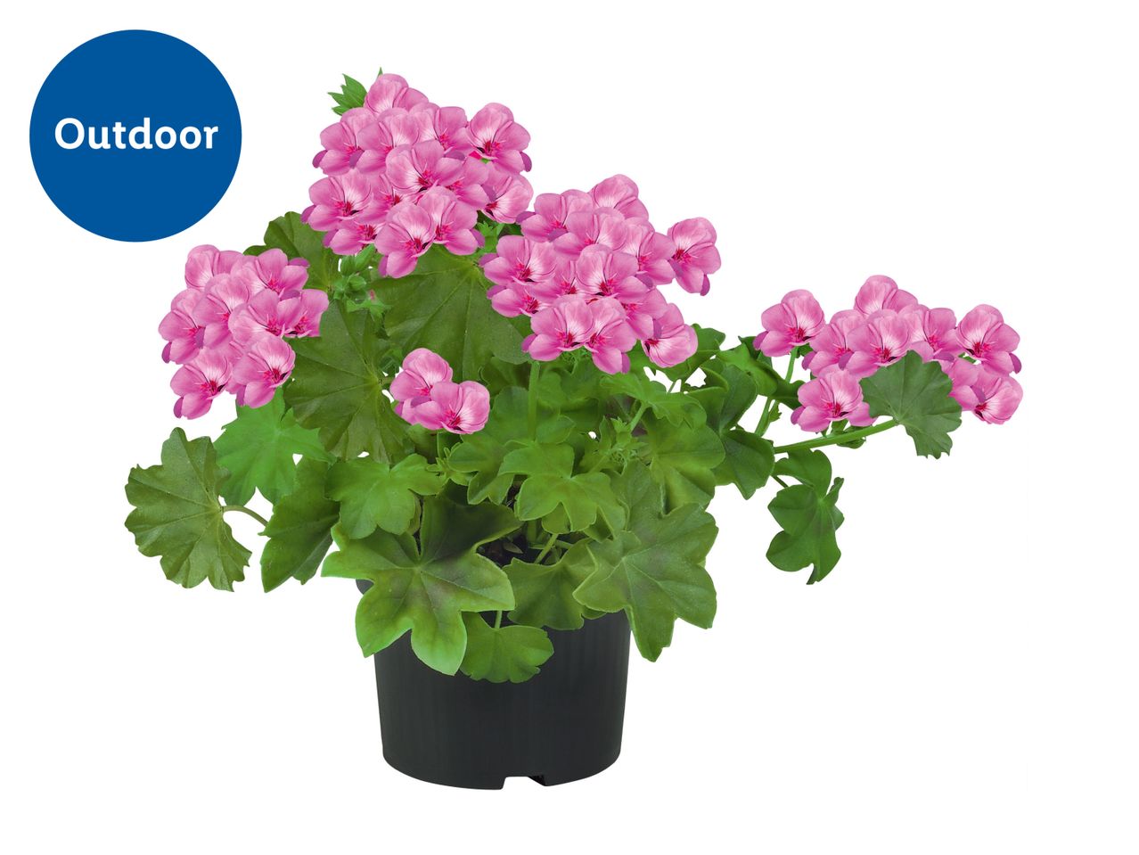 Potted pink geraniums with green leaves, labeled 'Outdoor' in a blue circle.