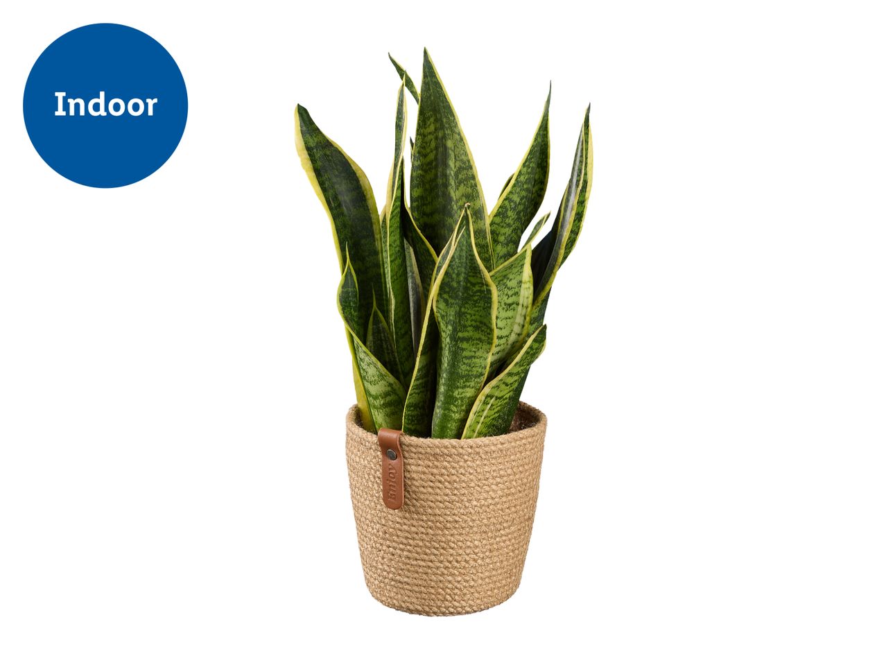 Indoor snake plant in a woven pot with a leather tag.