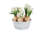White hyacinths in a white planter, showcasing the bulbs and green leaves.