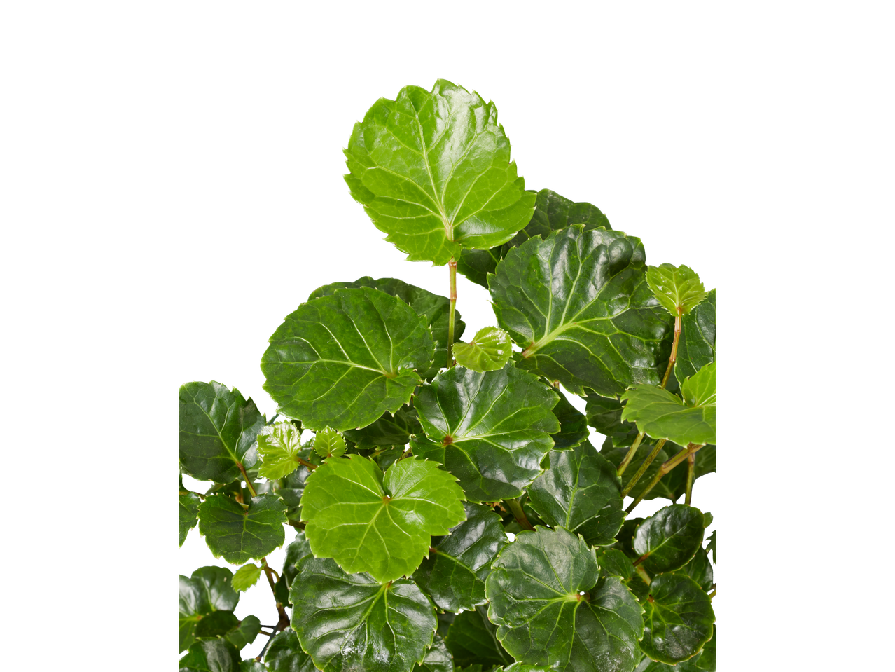 Folhas verdes de uma planta em fundo preto.