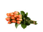 Buquê de rosas laranjas em fundo preto.