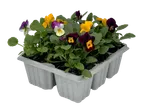 Multicolored pansies in a pot.