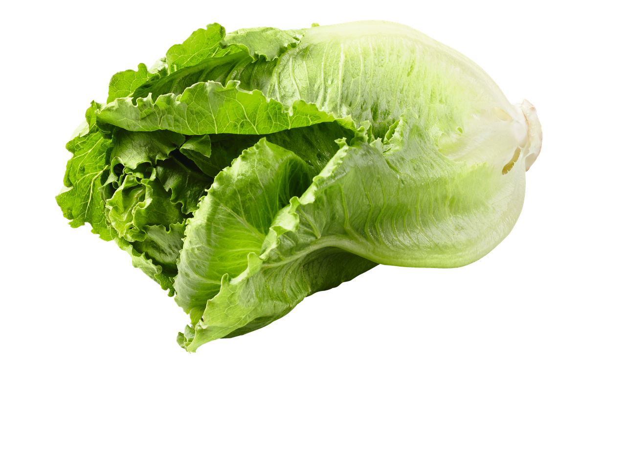 Alface romana fresca em fundo preto.