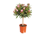 Un petit arbre en pot avec des fleurs roses et des feuilles vertes sur un fond noir.