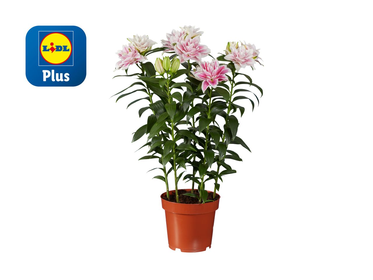 Lidl Plus Topfpflanze mit hellrosa Lilien.