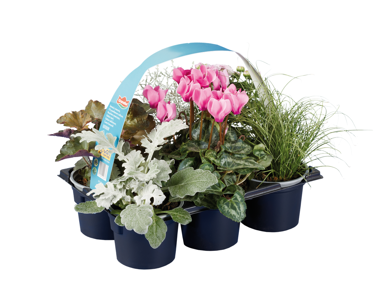 Grandiol herfstplantenmix met roze cyclamen en zilverkleurig blad.