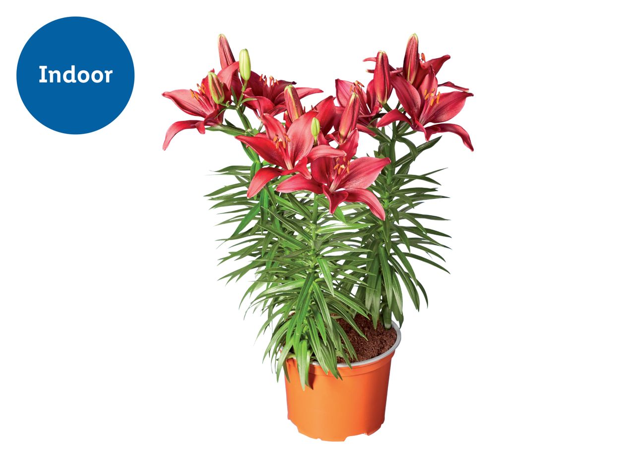 A potted red Asiatic Lily plant, suitable for indoor use.