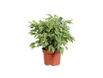 Een plant met bonte bladeren in een bruine pot.