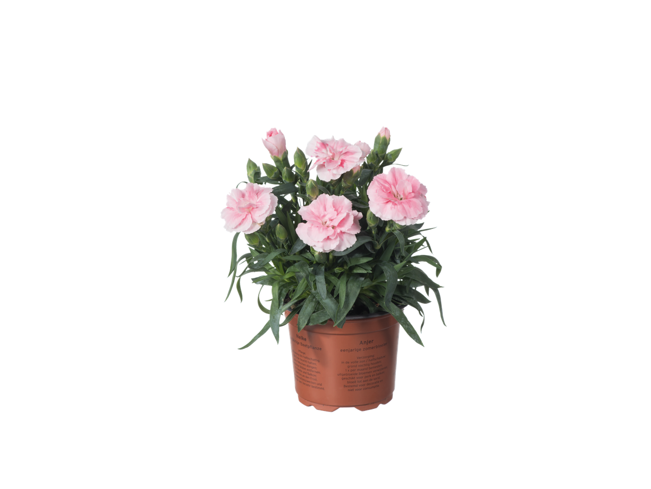 Een gepotte plant met roze anjers.