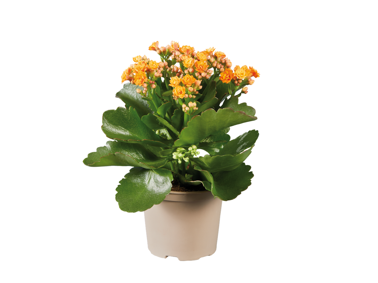 Plantă Kalanchoe într-un ghiveci bej.