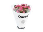 En Queen Kalanchoe-plante med lyserøde blomster i en hvid indpakning.
