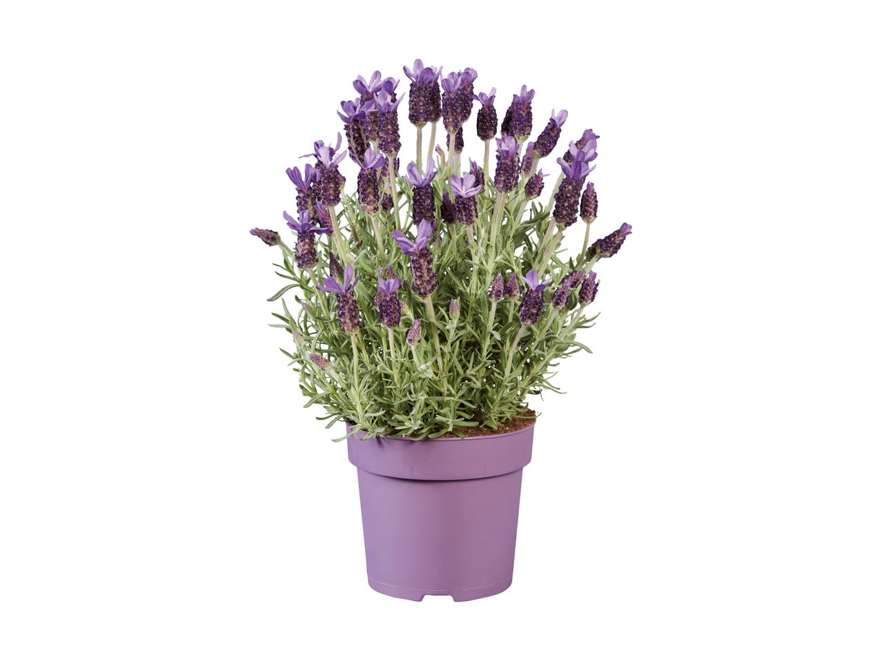 Sommerfuglelavendel