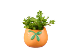 Planta em vaso laranja com desenho de folhas.