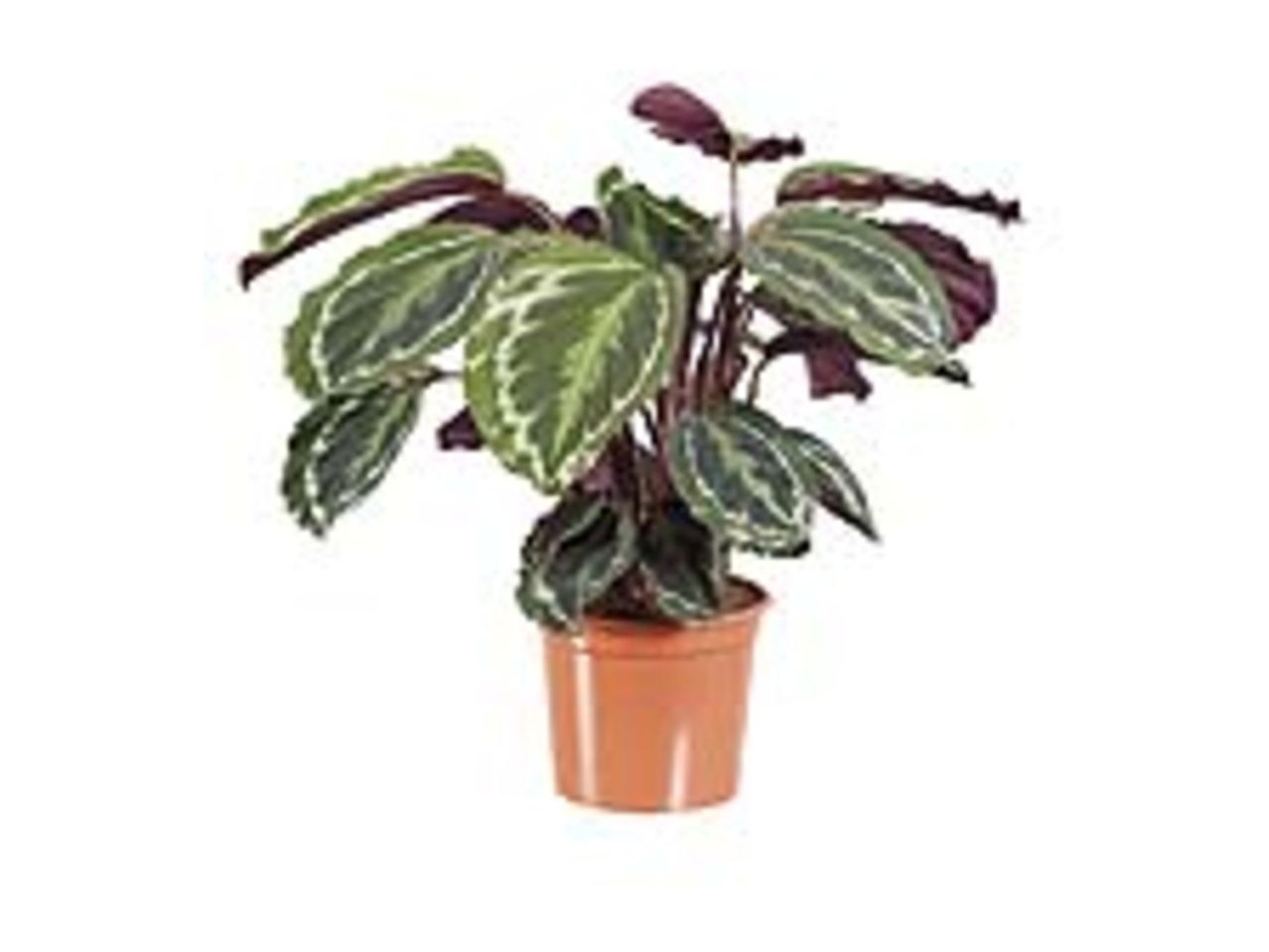 A Calathea Ornata plant in a terracotta pot.