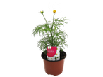 Cosmos bipinnatus Sonata White in pot.
