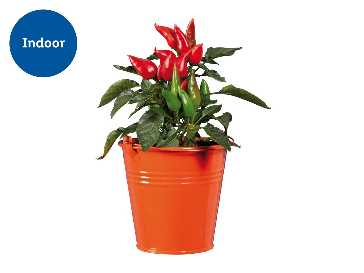 Indoor chili plant with red and green peppers in an orange pot.