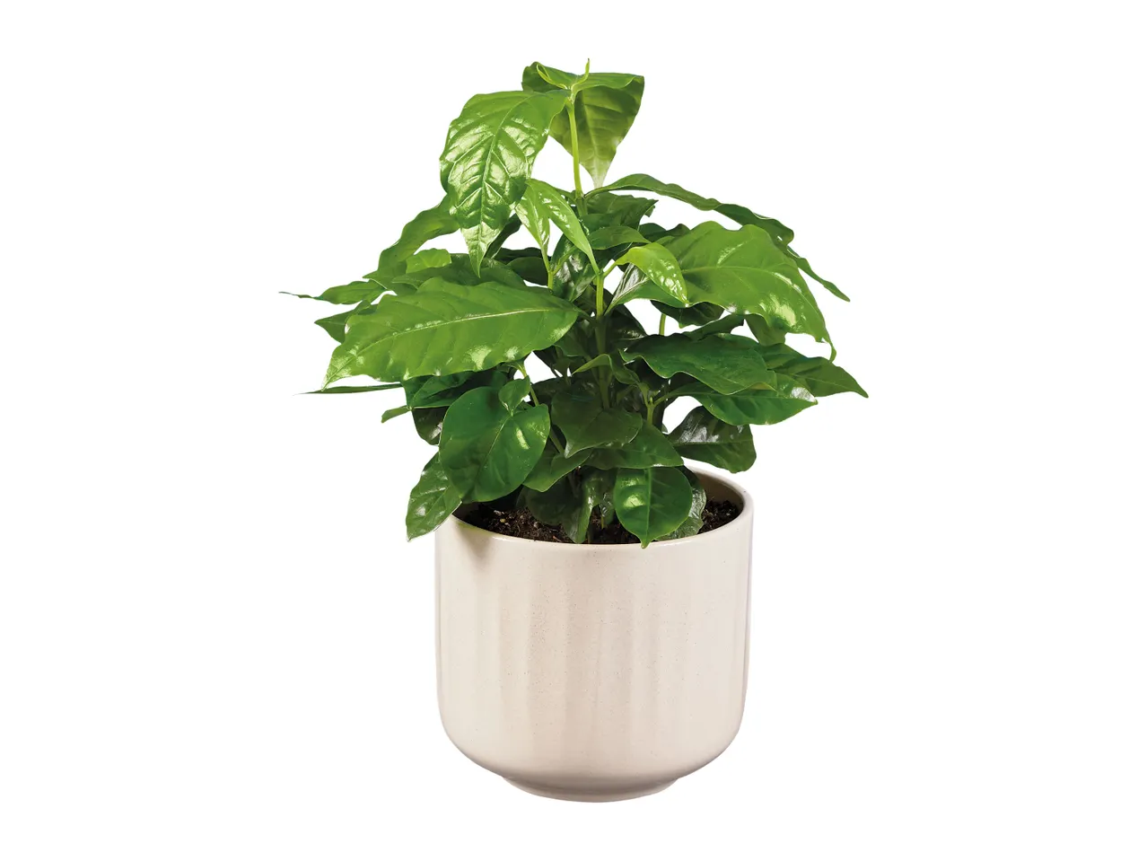 A vibrant green coffee plant in a light-colored, fluted ceramic pot.
