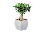Ficus bonsai tree in a white ceramic pot.
